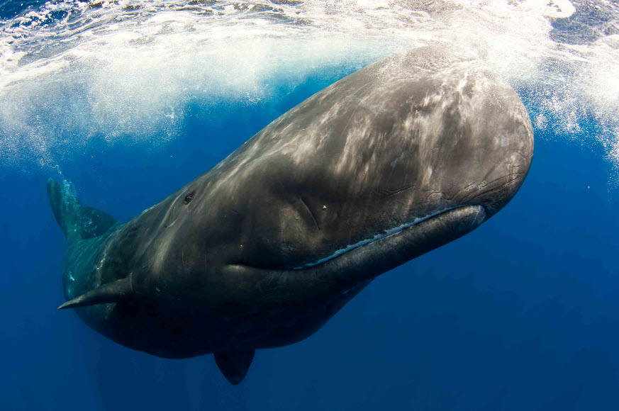 Masturbation help pictures Giant sperm whale